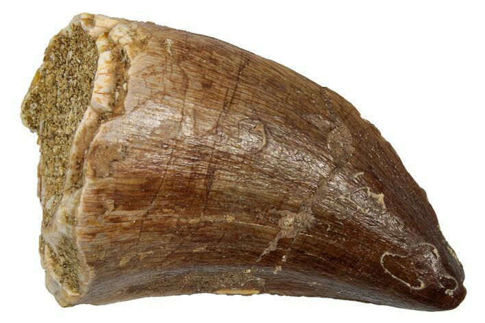 Fossil Prognathodontid Mosasaur Tooth - Morocco #345128